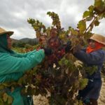 challenges-tn-Grombalia une fête pour découvrir la vigne dans tous ses états