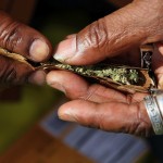 marijuana