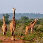 challenges-tn-Rwanda-Ethiopie-Ouganda-Tourisme