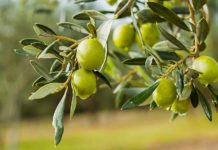 Exportations d’huile d’olive tunisienne : un bond de 50% en volume en 2026