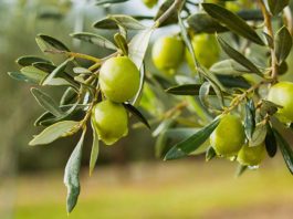Exportations d’huile d’olive tunisienne : un bond de 50% en volume en 2026
