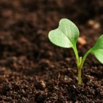 challenges-tn-sol-fertile-terre-fertilite-permaculture