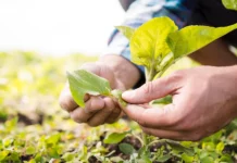 La Tunisie mise sur l’innovation agricole avec des avantages pouvant atteindre 50% de l’investissement