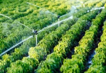 Climat : la Tunisie mobilise 55 milliards de dollars pour sécuriser son eau et son agriculture